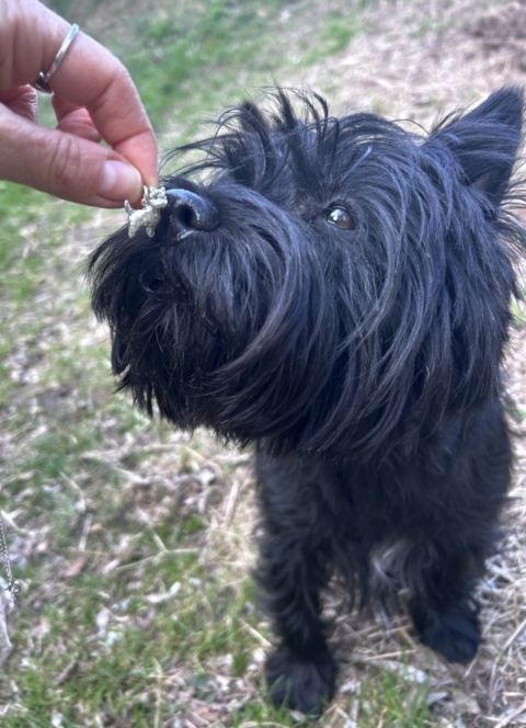 Srebrna zawieszka pies – Cairn Terrier | ręcznie robiona biżuteria ze zwierzęciem | prezent dla miłośnika psów